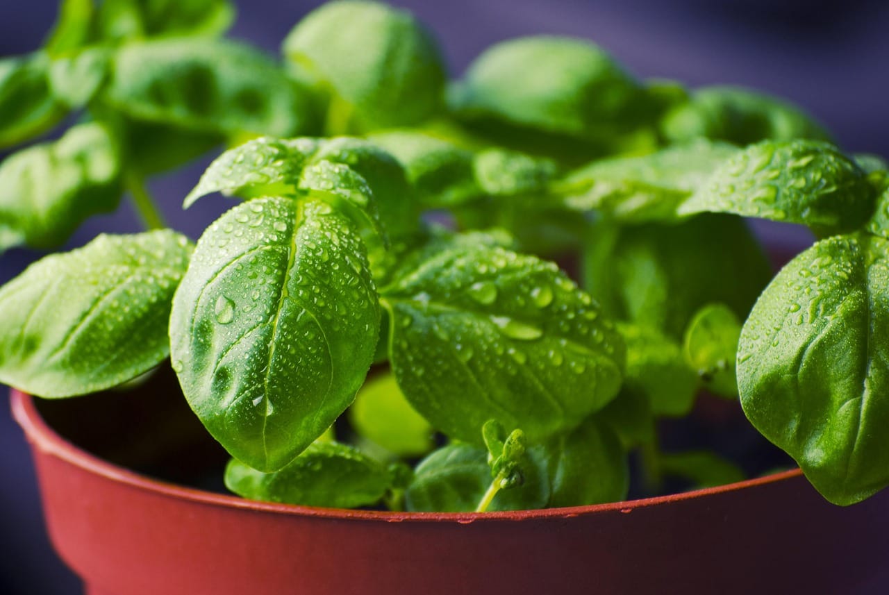 Basil grows best in the warmest spot. Pick the top leaves often and it grows bushier.
