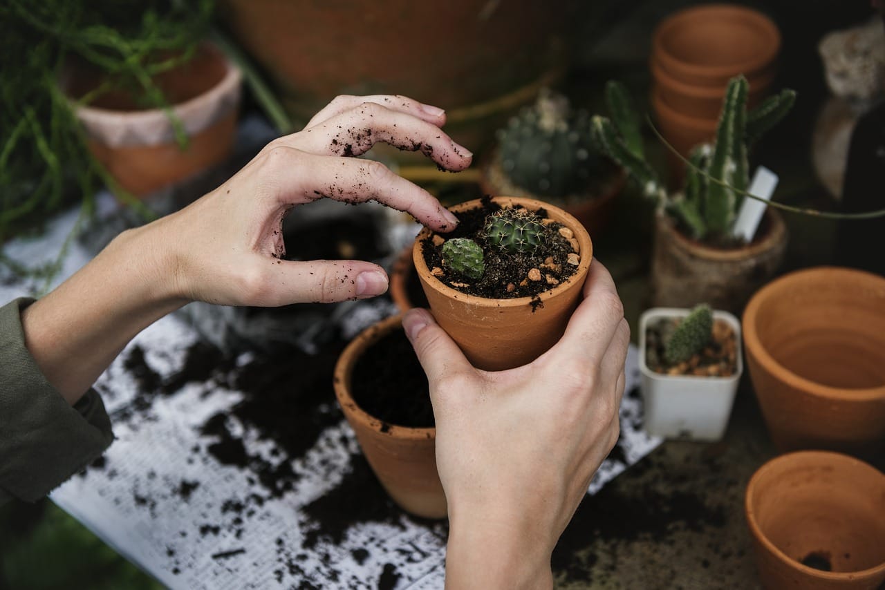 Terracotta breathes, so roots stay cool. It also dries out faster, so water more.