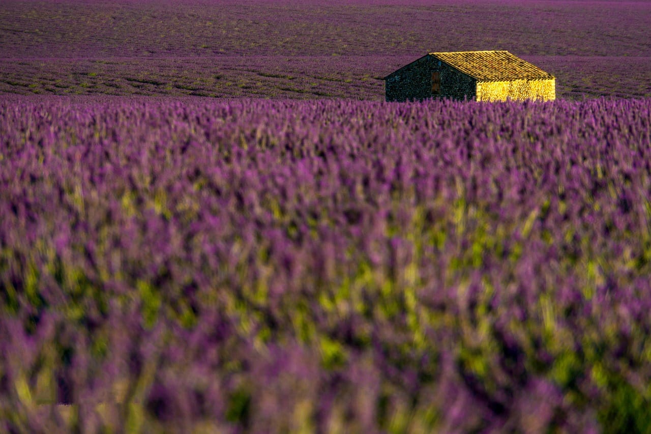 A cottage garden, planted to look as if it had always been there.