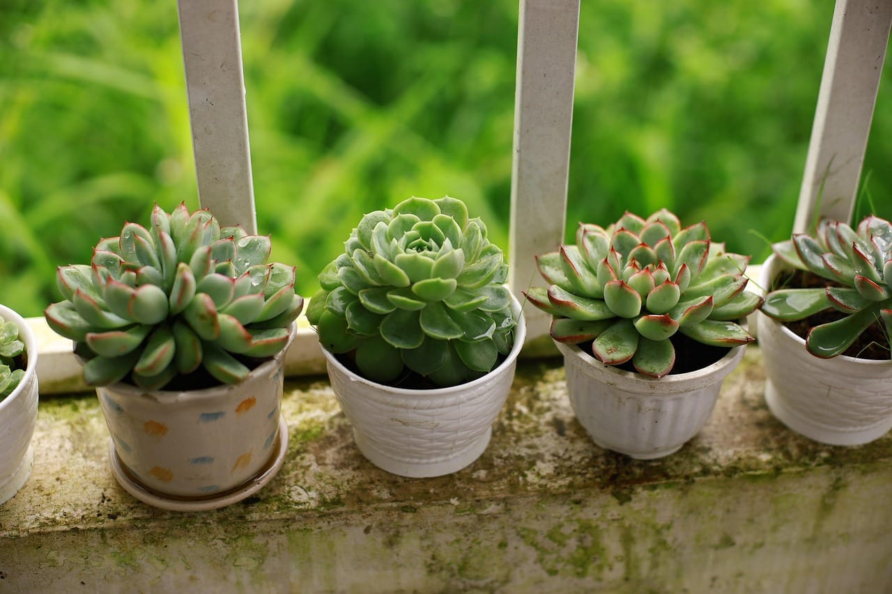 A balcony garden in terracotta pots